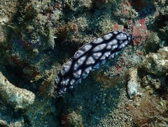 Phyllidiella