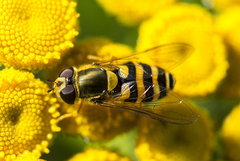 Syrphus vitripennis
