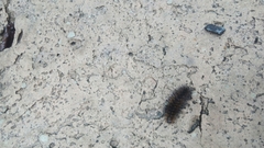 Hypercompe trinitatis