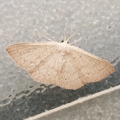 Cyclophora