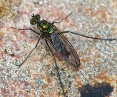 Liancalus virens