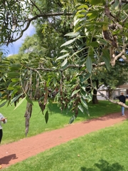 Bolusanthus speciosus