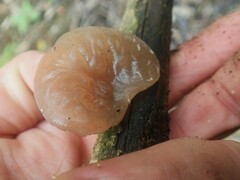 Auricularia auricula-judae