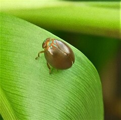 Hemisphaerius testaceus