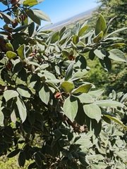 Combretum molle