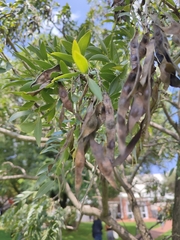 Bolusanthus speciosus
