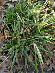 Carex sylvatica