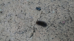 Hypercompe trinitatis