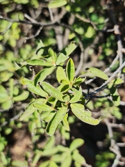 Diospyros austro-africana