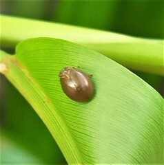 Hemisphaerius testaceus