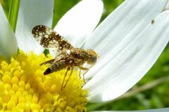 Oxyna flavipennis