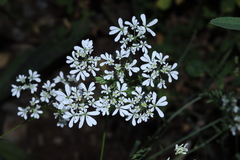 Bifora radians