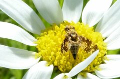 Oxyna flavipennis