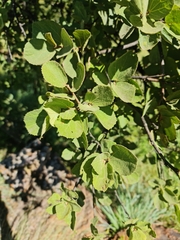 Dombeya rotundifolia