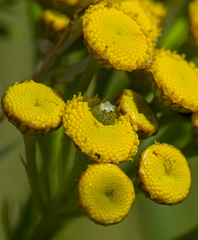 Rhopalomyia tanaceticola