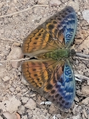 Bebearia tentyris