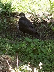 Accipiter melanoleucus