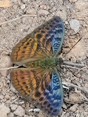 Bebearia tentyris
