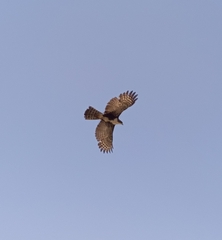 Accipiter melanoleucus