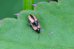 Phyllotreta armoraciae