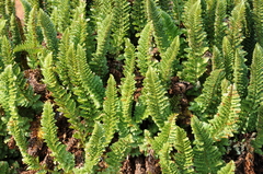 Polystichum lemmonii