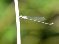 Austrolestes leda