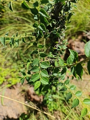 Grewia occidentalis