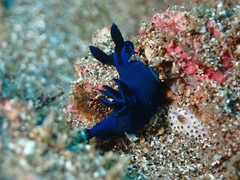 Tambja morosa