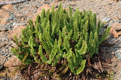 Polystichum lemmonii