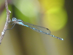 Austrolestes leda