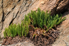 Polystichum lemmonii