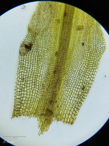 black moss (Grimmia montana)