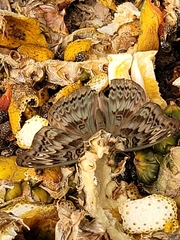 Euryphura chalcis