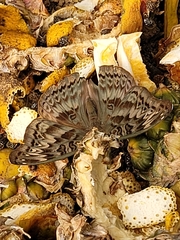 Euryphura chalcis