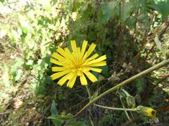 Crepis tectorum