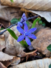 Scilla