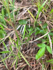 Hemistigma albipunctum