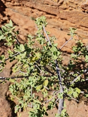 Vangueria parvifolia