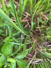 Hemistigma albipunctum