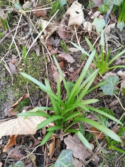 Hyacinthoides non-scripta