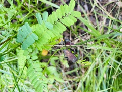 Leptoglossus gonagra