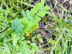 Leptoglossus gonagra