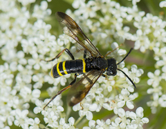 Tenthredo vespa
