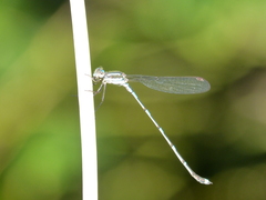Austrolestes leda