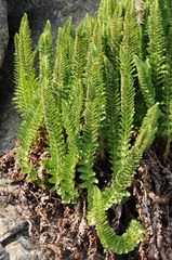 Polystichum lemmonii