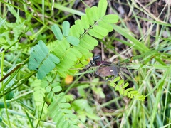 Leptoglossus gonagra