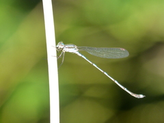Austrolestes leda