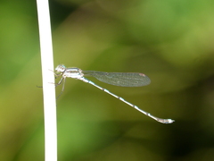 Austrolestes leda
