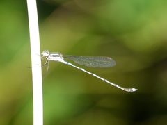 Austrolestes leda