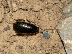 Loboptera decipiens